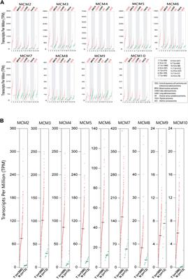 MCM10 expression is linked to cervical cancer aggressiveness